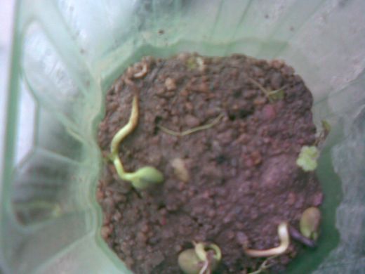 小黄豆开始发芽了。